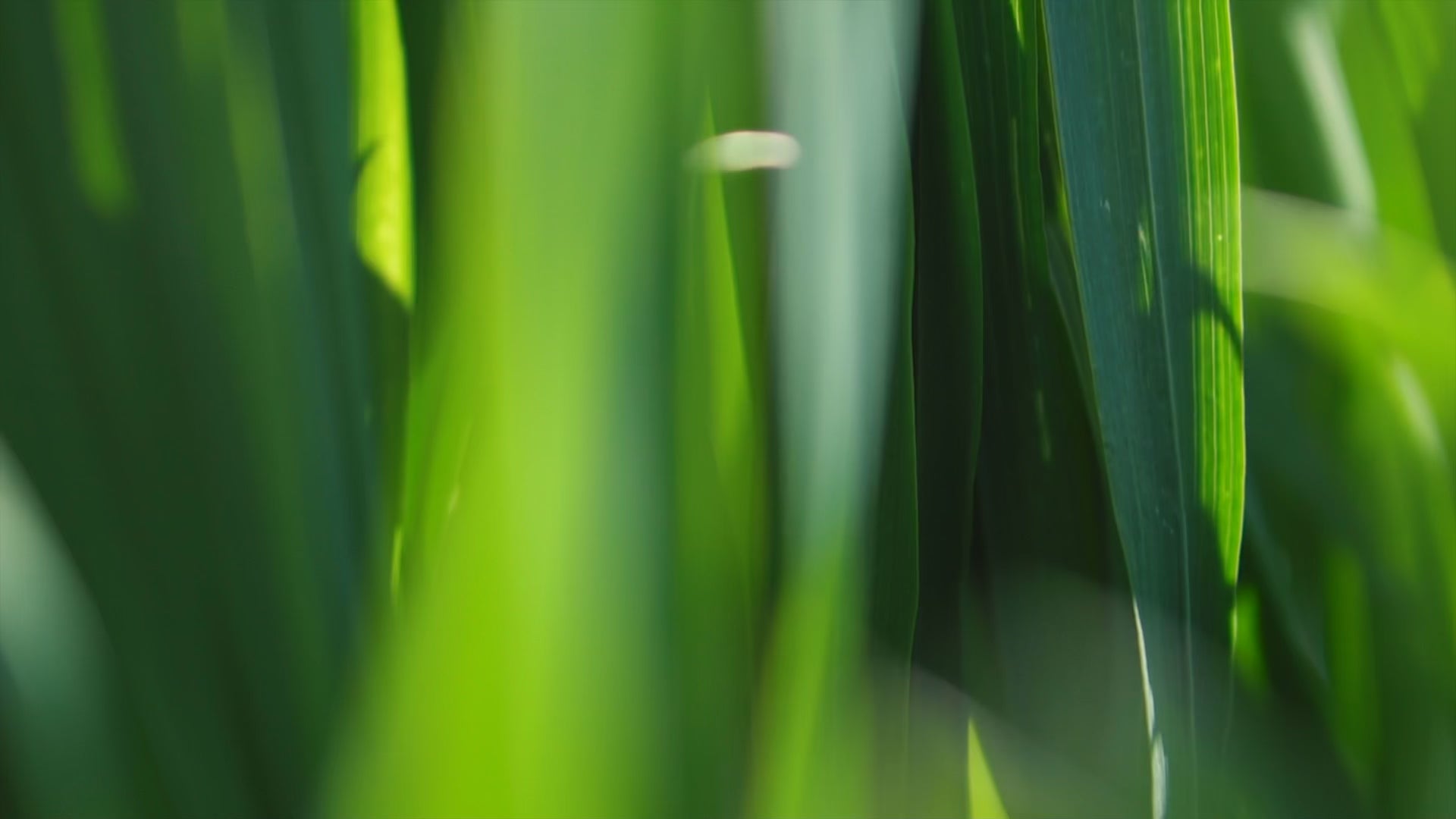 Load video: Camera pans through blades of deep green grass until sky comes into view. Your wellness made easy.